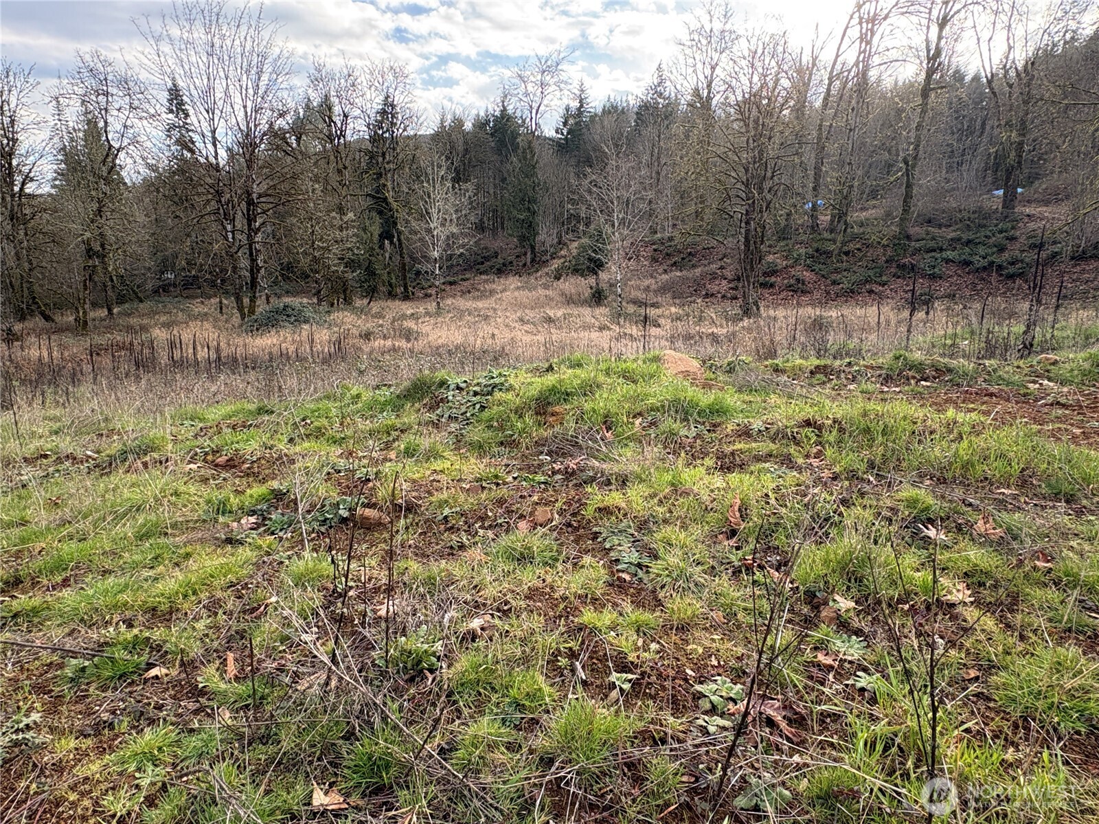 155 Benson Lane Castle Rock, WA 98611 - Photo 3 of 9 a view of a yard with a tree