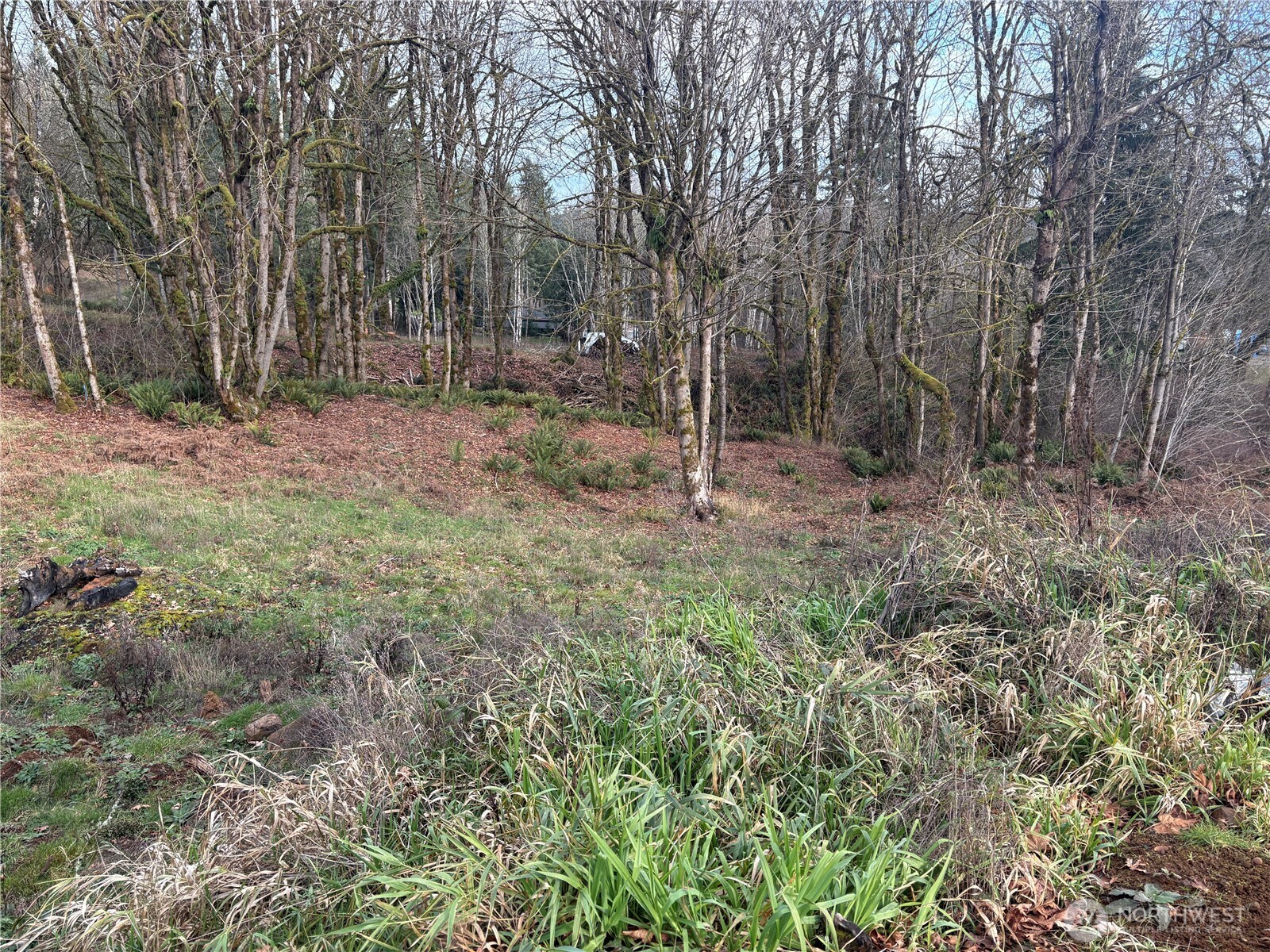 155 Benson Lane Castle Rock, WA 98611 - Photo 6 of 9 a backyard of a house with lots of green space