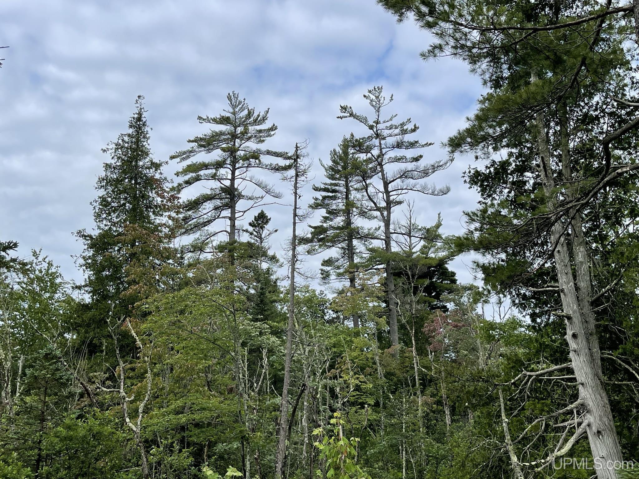 Tbd Tbd Hay Meadow Road Manistique, MI 49854 - Photo 13 of 51