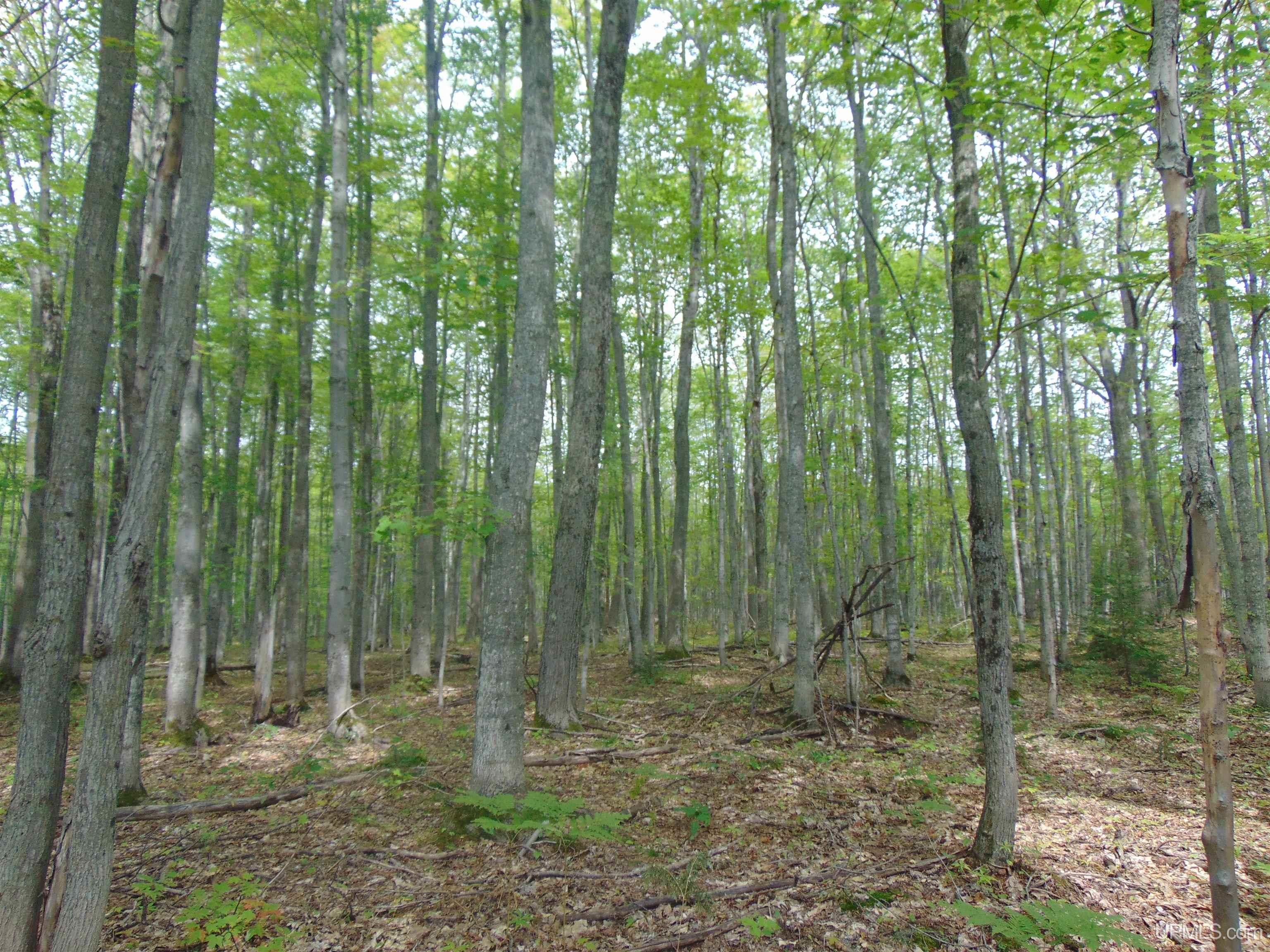 15 Coles Creek Road Atlantic Mine, MI 49905 - Photo 21 of 31
