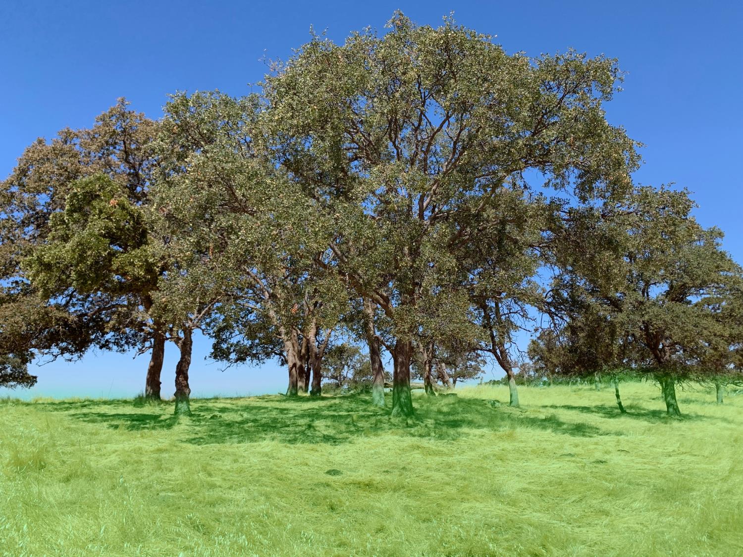 2 Zorro Road La Grange, CA 95329 - Photo 9 of 14 a huge green field with lots of trees