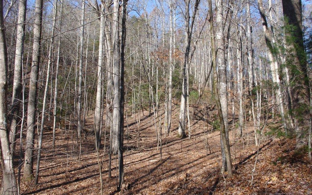 L446 Pony Ghost Trail Blue Ridge, GA 30513 - Photo 1 of 1 Main View