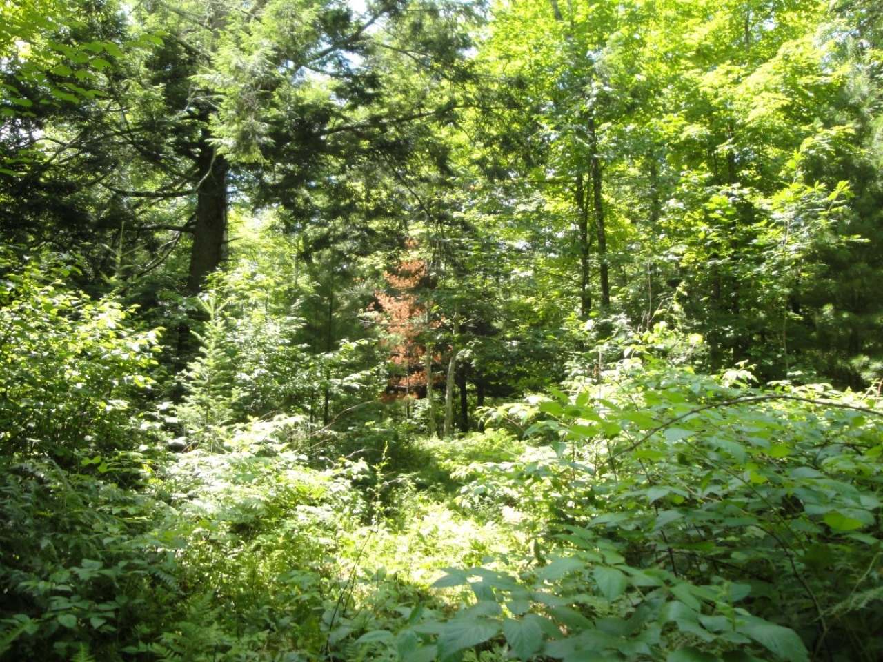37-acres 37-acres Slizewski Road Rhinelander, WI 54501 - Photo 3 of 16 Gallery Image 3