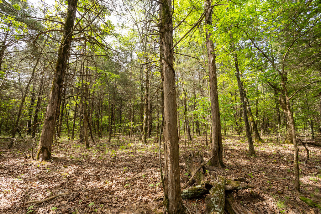 1 Horseshoe Bnd Road Lead Hill, AR 72644 - Photo 42 of 46 Wooded lot featuring mature trees and dappled sunlight filtering through the canopy