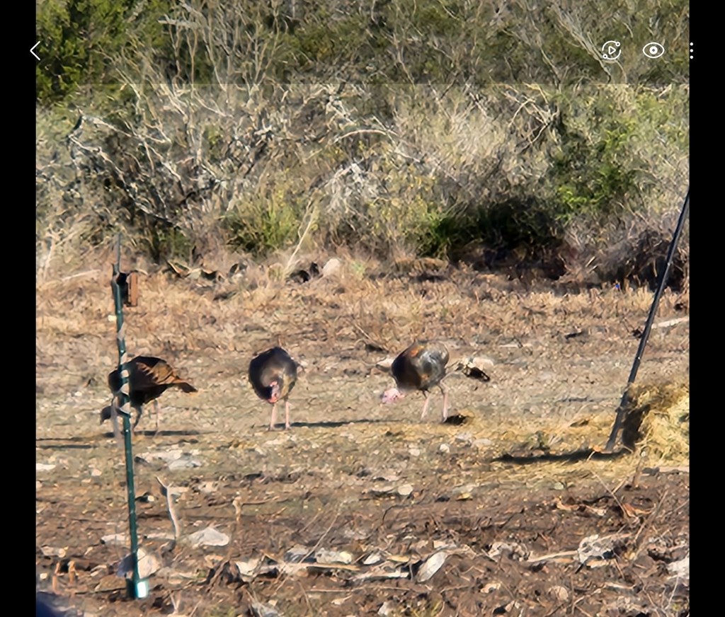 113 County Road 429B Uvalde, TX 78801 - Photo 9 of 13 a view of a backyard of a house