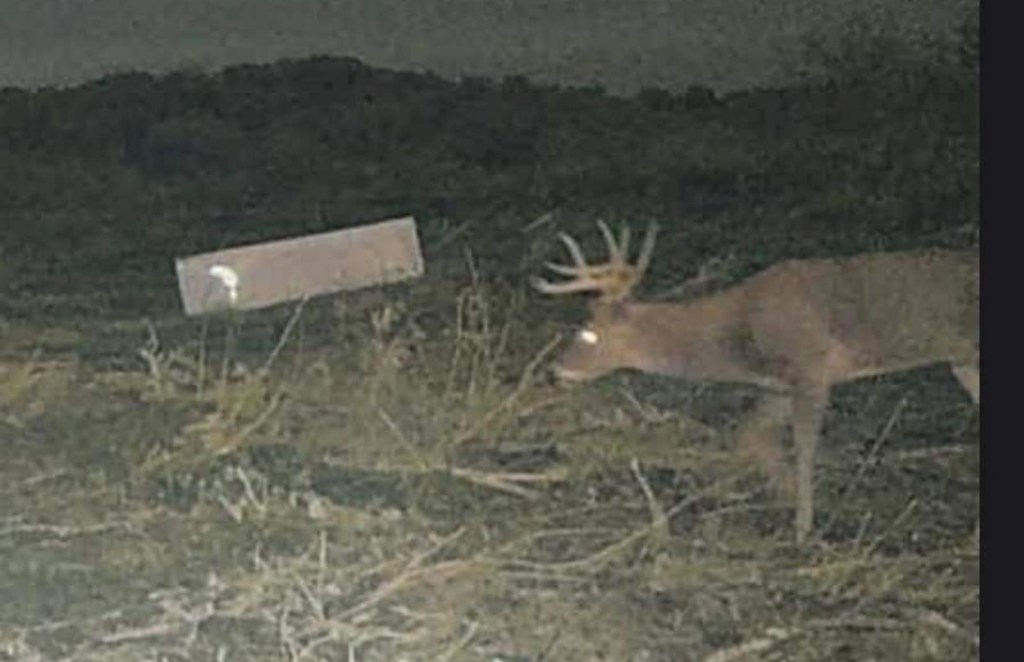 113 County Road 429B Uvalde, TX 78801 - Photo 10 of 13 view of a dry yard with wooden floor