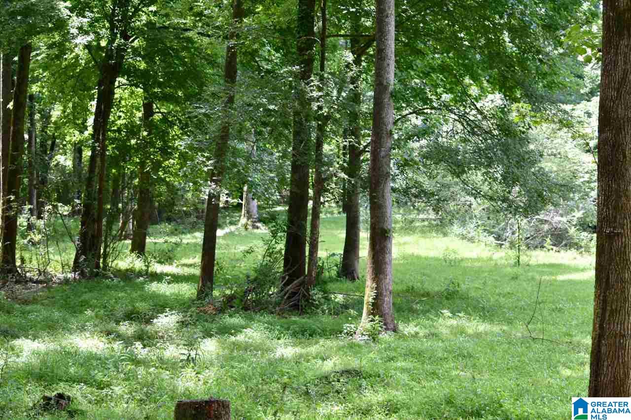 3330 Highway 174 Springville, AL 35146 - Photo 15 of 21