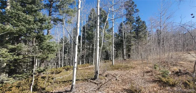 a view of a forest