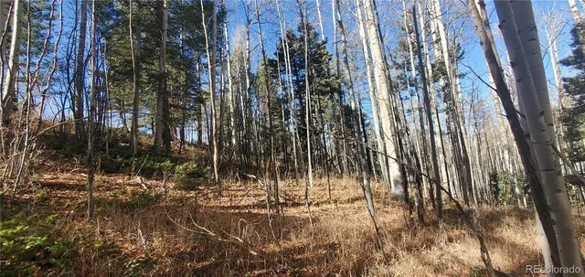 a view of lots of trees