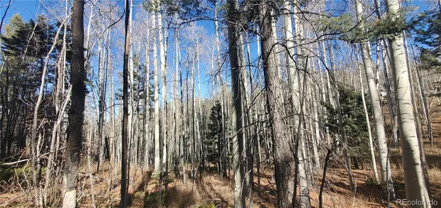 a view of a yard with trees