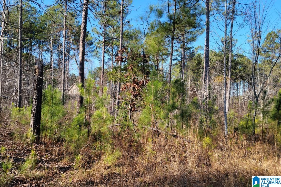 Anchor Ridge, Unit 28 Wedowee, AL 36278 - Photo 3 of 5