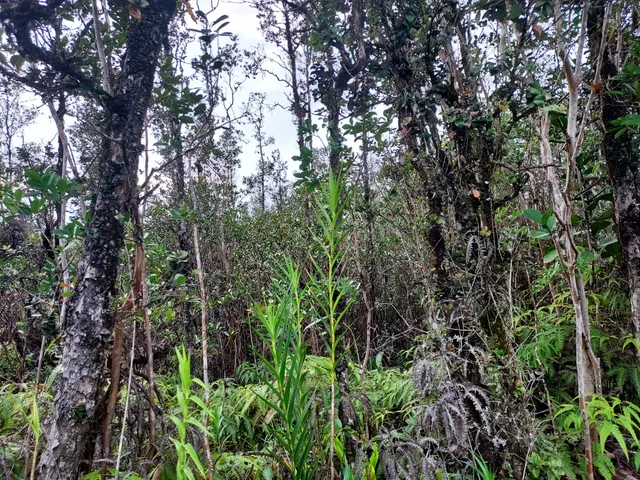 $75,000 | 6487 Plumeria Street, Mountain View, HI 96771