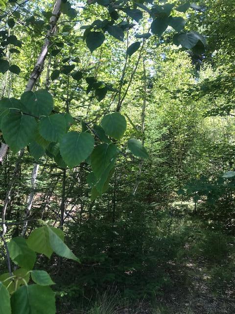 0 Willey District Road Cherryfield, ME 04622 - Photo 2 of 3 IMG_4582