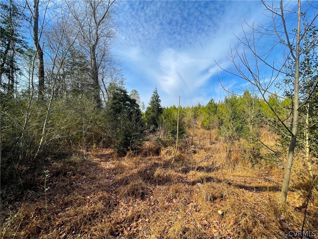 33.7 Acres (off Of) Rolfe Highway Spring Grove, VA 23881 - Photo 19 of 30 Gallery Image 19