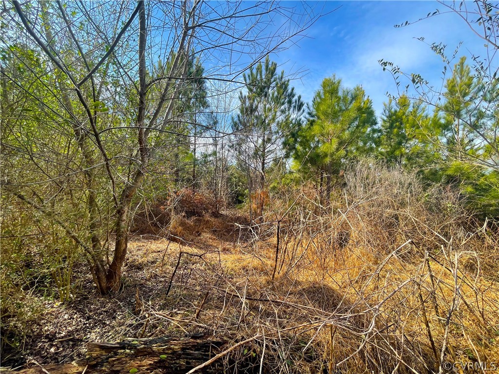 33.7 Acres (off Of) Rolfe Highway Spring Grove, VA 23881 - Photo 20 of 30 Gallery Image 20