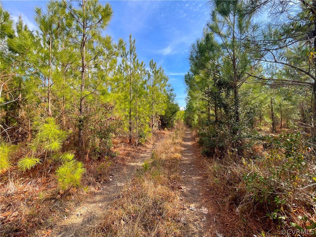 33.7 Acres (off Of) Rolfe Highway Spring Grove, VA 23881 - Photo 22 of 30 Gallery Image 22