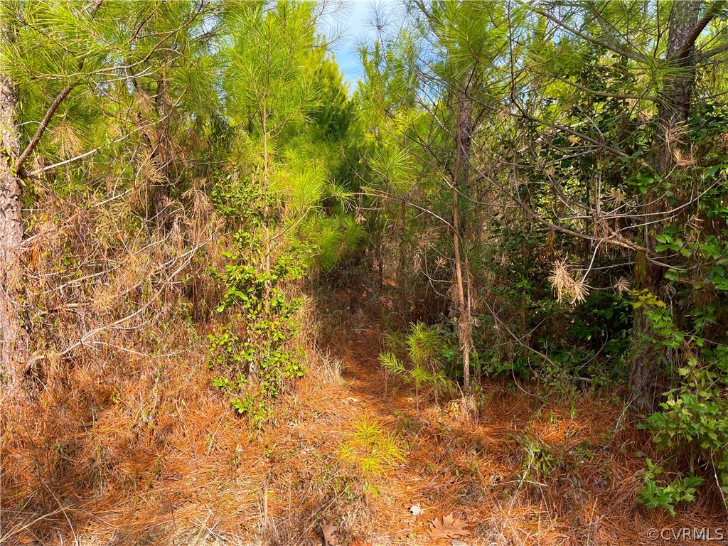 33.7 Acres (off Of) Rolfe Highway Spring Grove, VA 23881 - Photo 23 of 30 Gallery Image 23