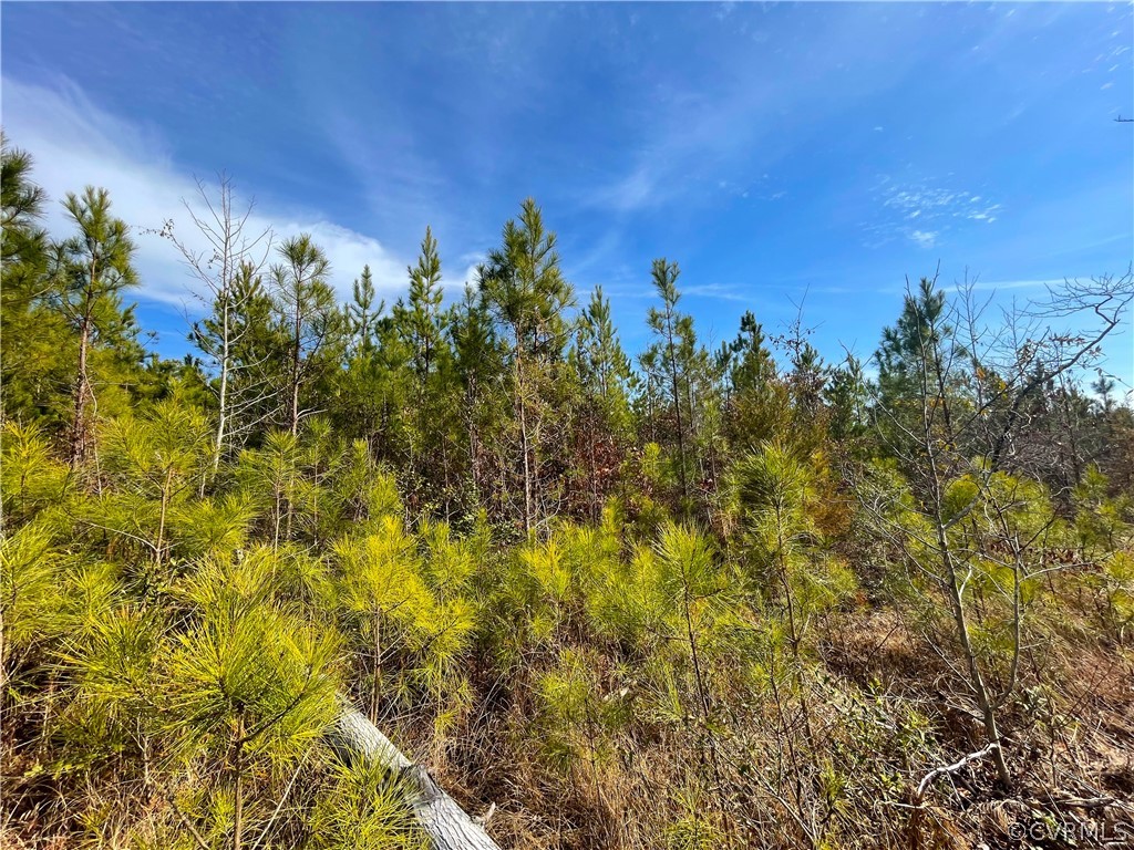 33.7 Acres (off Of) Rolfe Highway Spring Grove, VA 23881 - Photo 24 of 30 Gallery Image 24