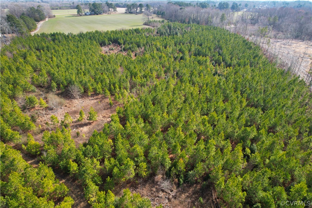 33.7 Acres (off Of) Rolfe Highway Spring Grove, VA 23881 - Photo 27 of 30 Gallery Image 27