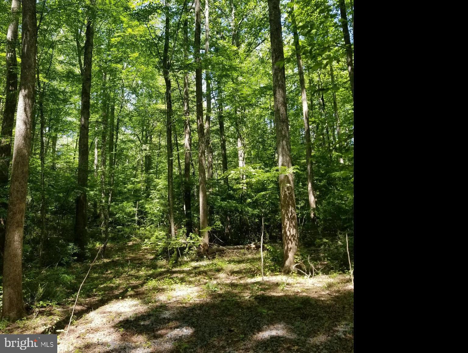 South F T Valley Road Madison, VA 22727 - Photo 2 of 8 Wooded View