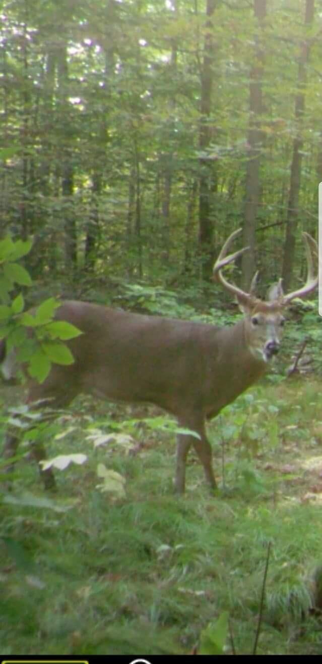 22375 2 Mile Road Morley, MI 49336 - Photo 26 of 28 20220520034543858621000000-o
