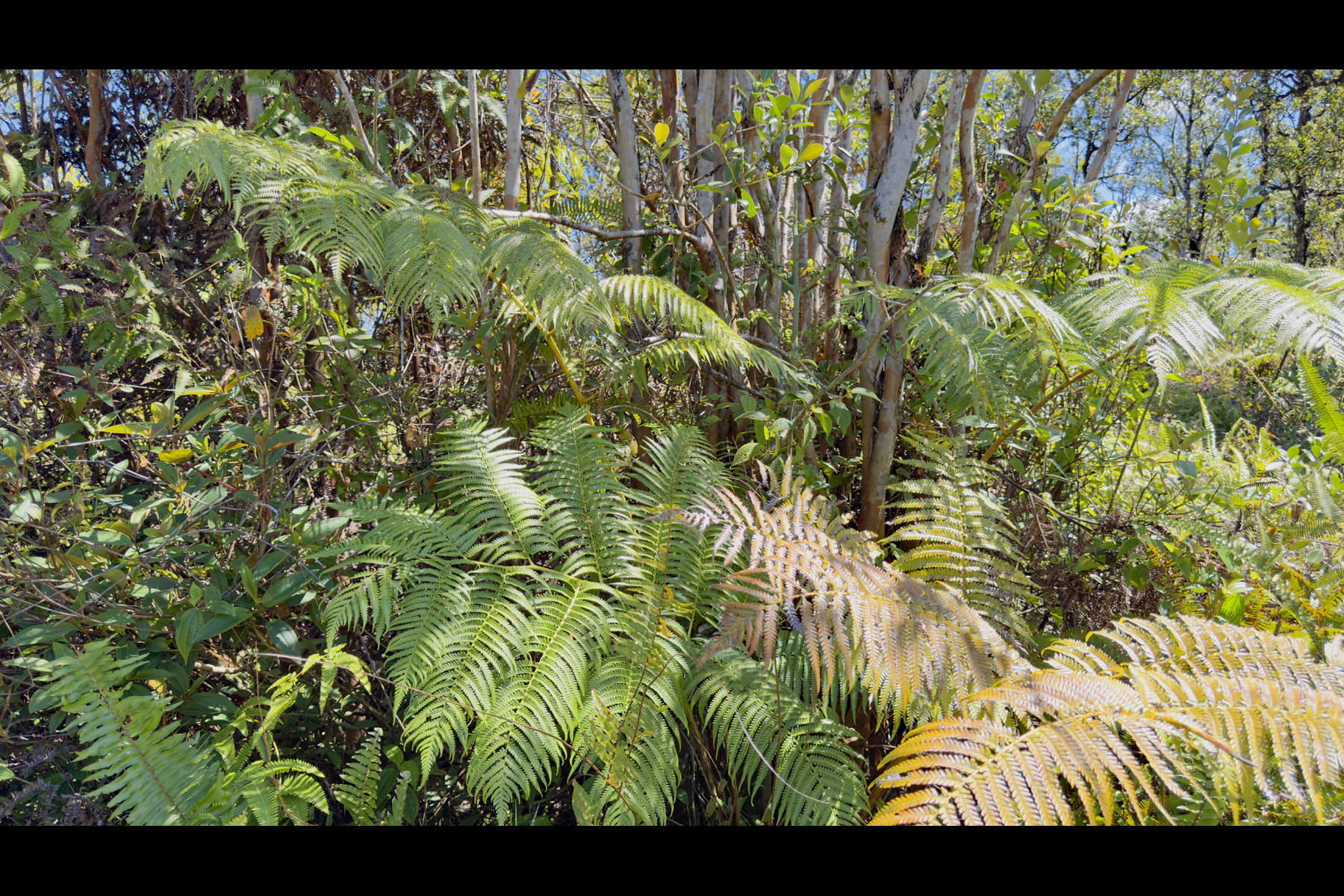 7876 Pikake Street Mountain View, HI 96771 - Photo 14 of 16 a view of a garden