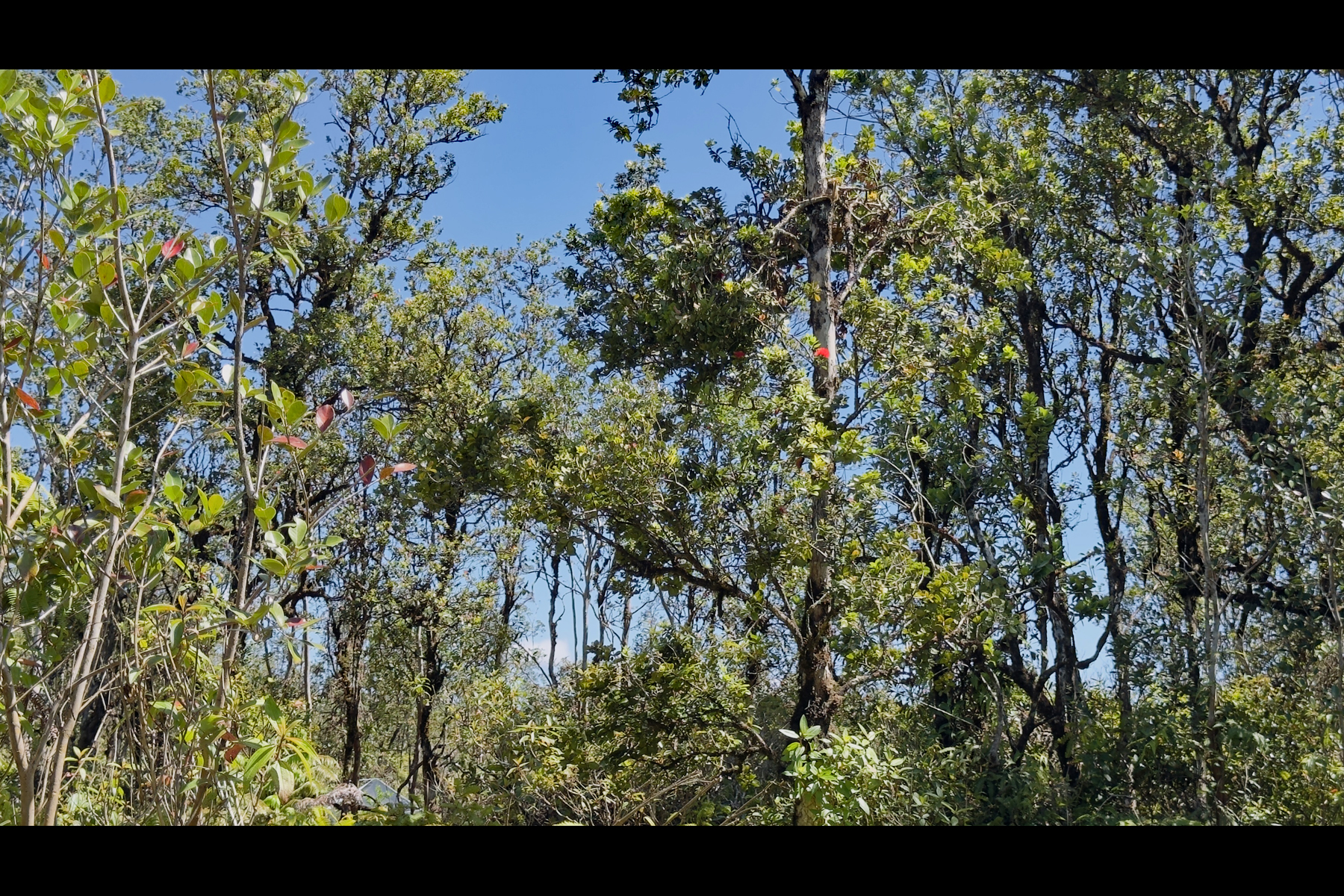 7876 Pikake Street Mountain View, HI 96771 - Photo 2 of 16 a view of a tree with an outdoor space