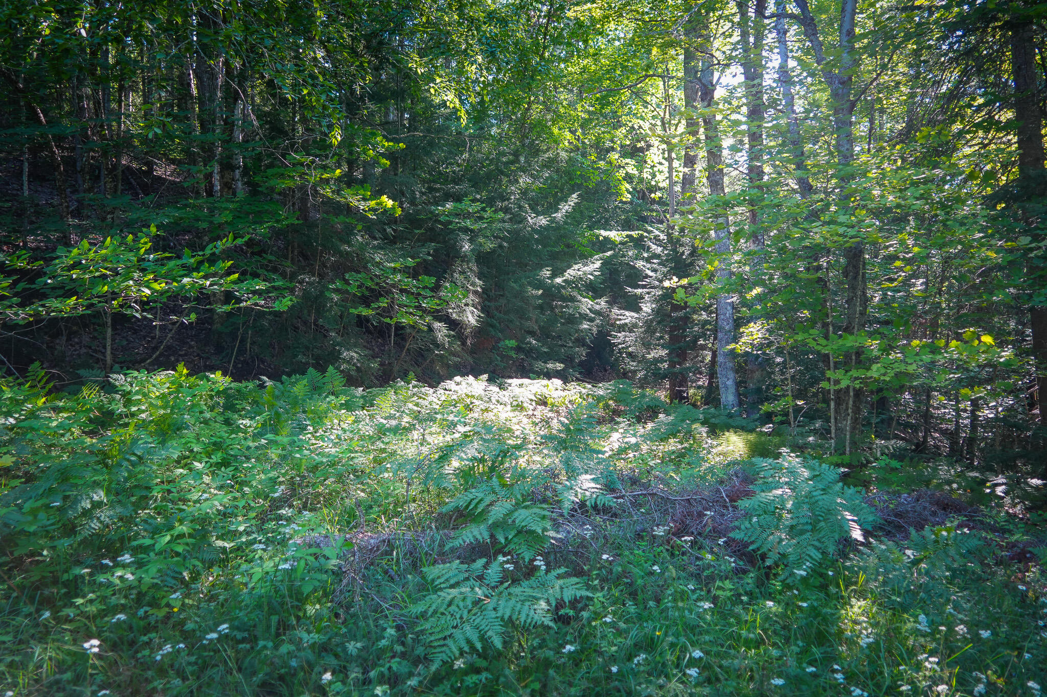3505 Timber Lost Road Paradise, MI 49768 - Photo 33 of 63 DSC01361