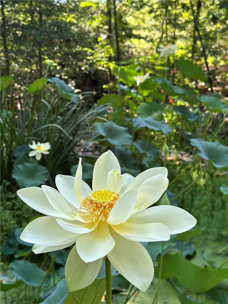 215 Inlet Pointe Drive Anderson, SC 29625 - Photo 41 of 47 Lotus in Bloom