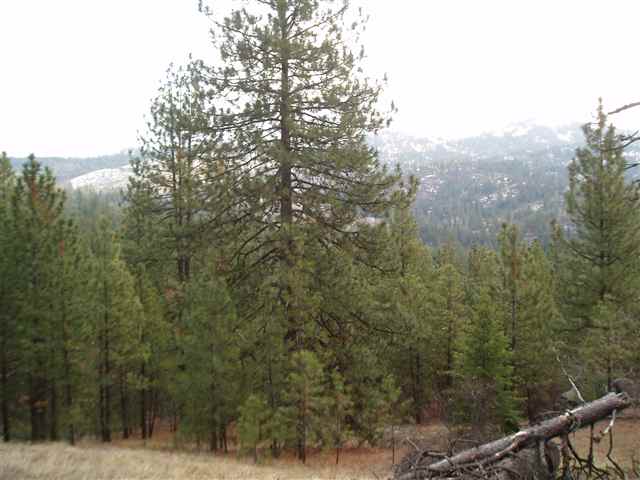46-xx Hidden Road Springdale, WA 99173 - Photo 3 of 9 Gallery Image 3
