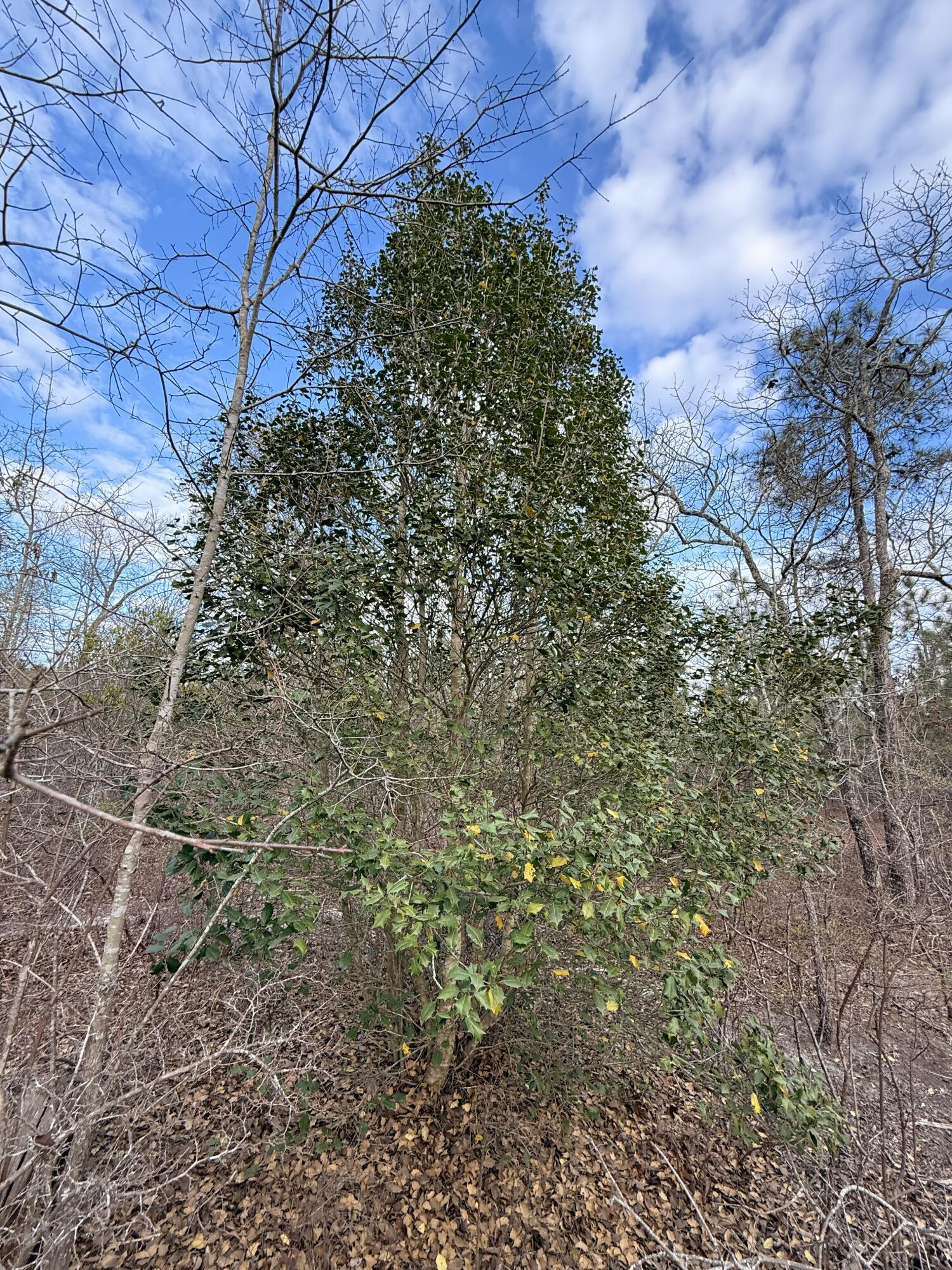 Lot 6 Acre State Park Road Windsor, SC 29856 - Photo 5 of 8