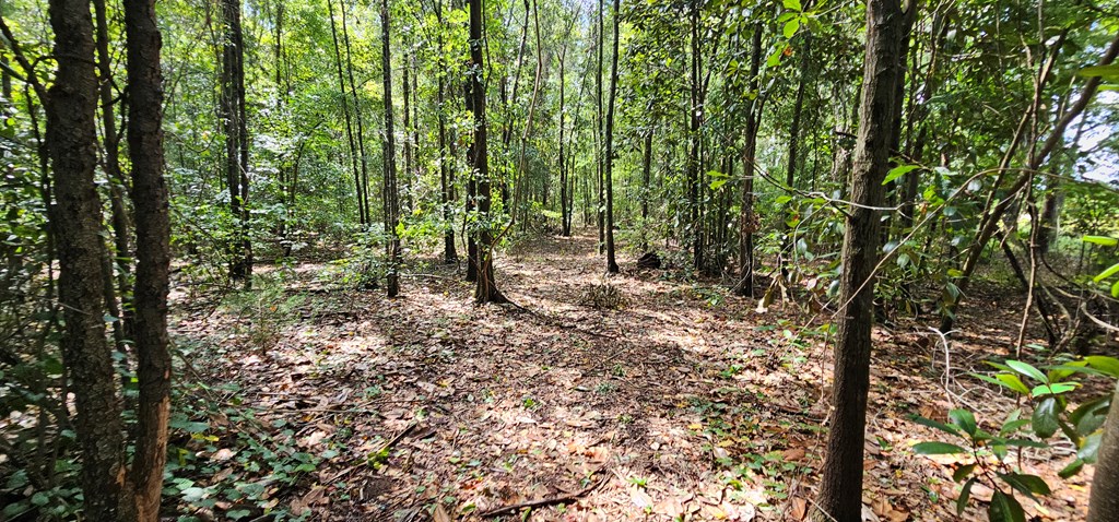 10.69-acres Summer Road Slocomb, AL 36375 - Photo 8 of 51