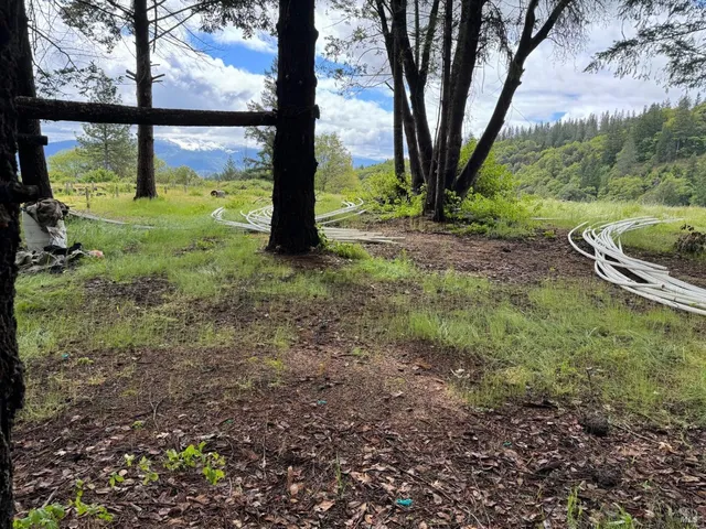 a view of a yard with a tree