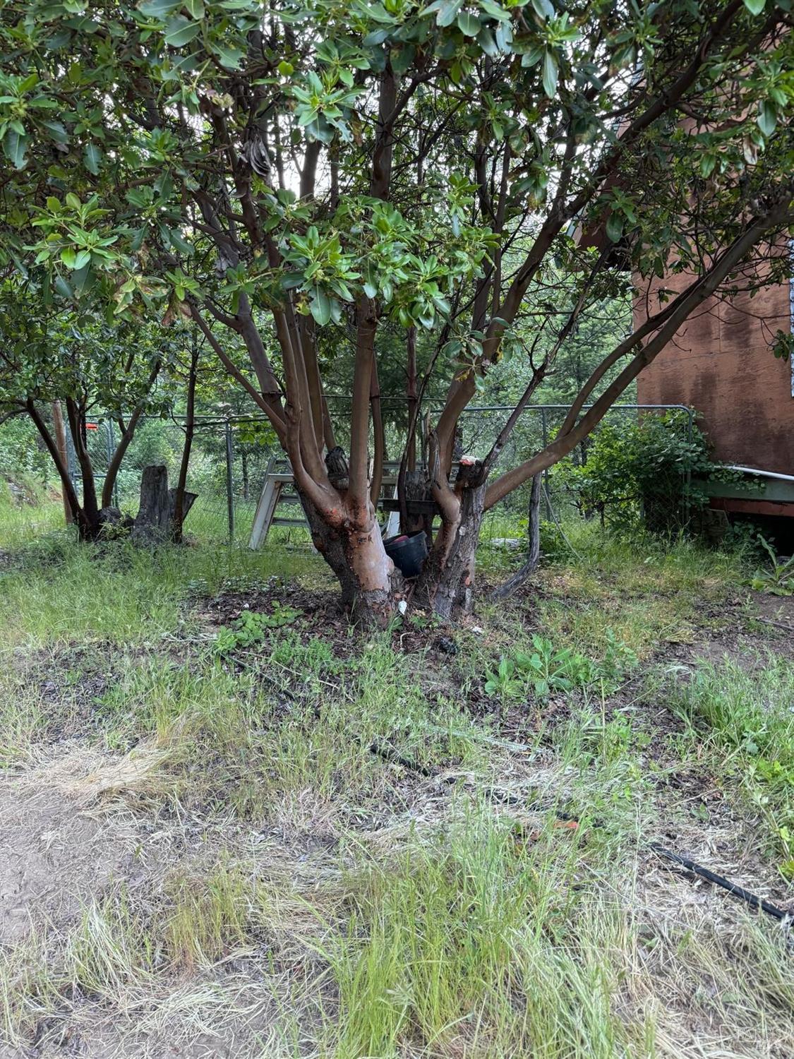 78577 Mina Road Covelo, CA 95428 - Photo 8 of 27 a view of outdoor space and trees