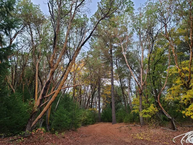 a backyard of a house with lots of trees