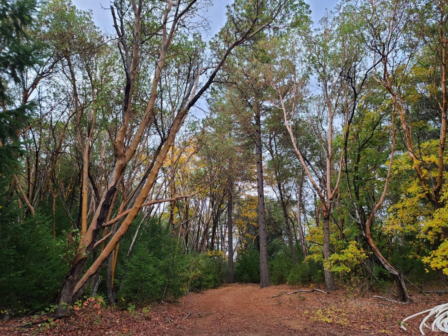 78577 Mina Road Covelo, CA 95428 - Photo 10 of 27 a backyard of a house with lots of trees