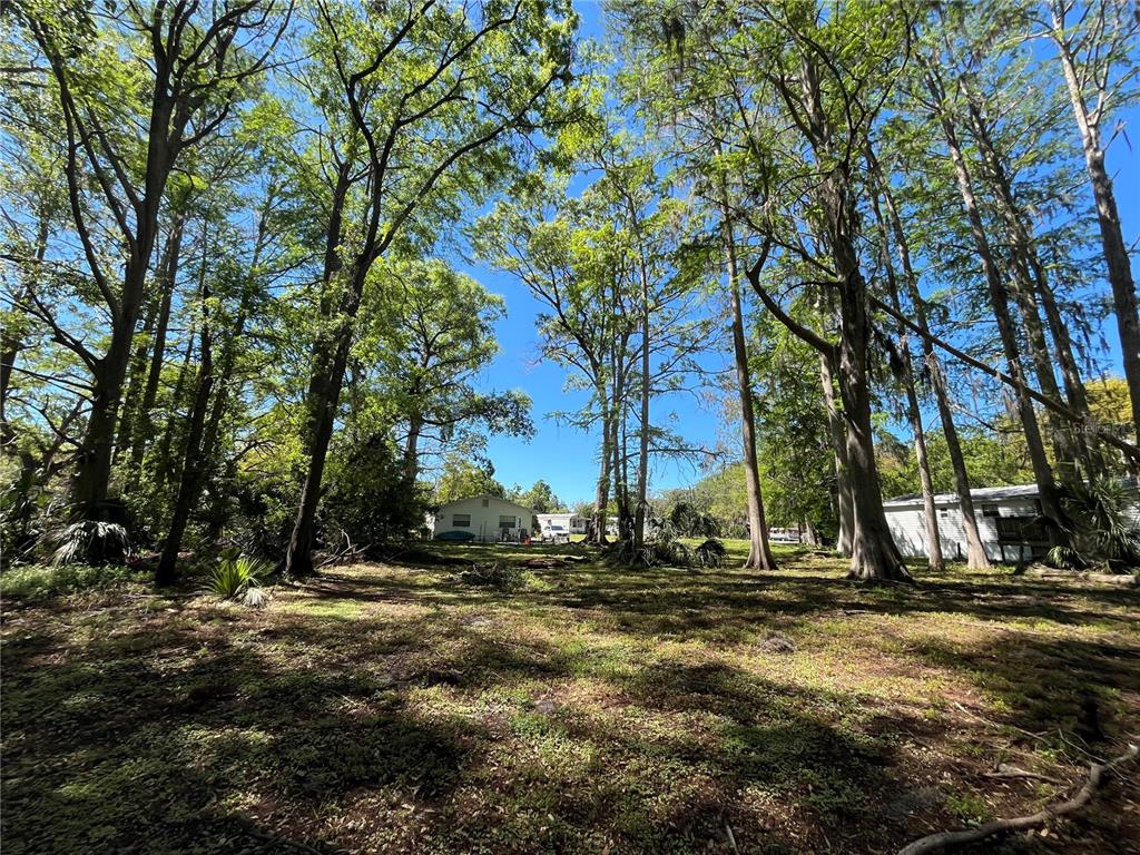 8546 Cameo Drive New Port Richey, FL 34654 - Photo 7 of 20 a view of outdoor space with trees