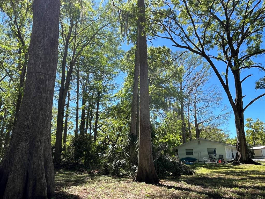 8546 Cameo Drive New Port Richey, FL 34654 - Photo 8 of 20 a view of a tree in the middle of a forest