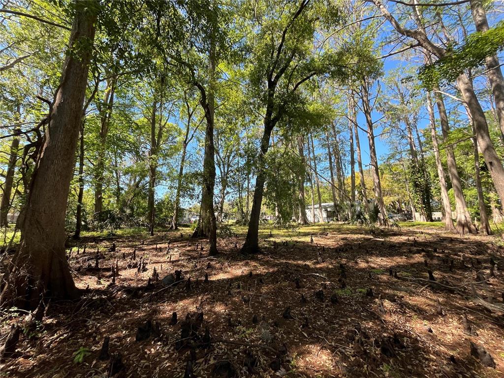 8546 Cameo Drive New Port Richey, FL 34654 - Photo 9 of 20 a view of road with trees