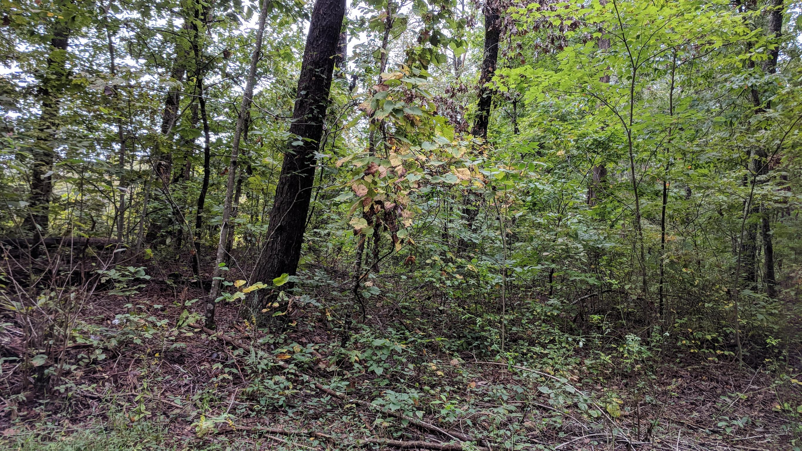 0 Partin Farm Road South Pittsburg, TN 37380 - Photo 2 of 23 Gallery Image 2