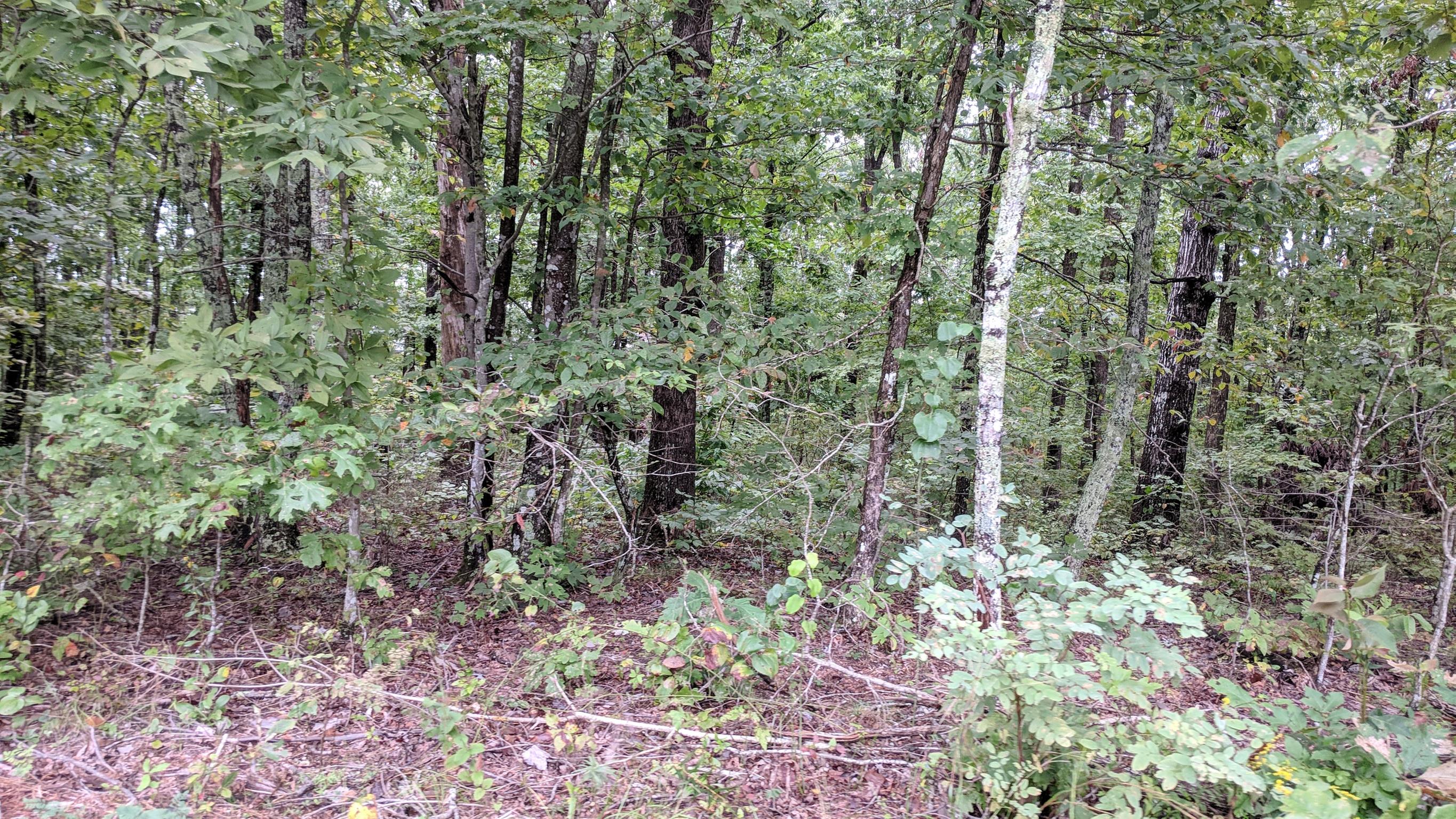 0 Partin Farm Road South Pittsburg, TN 37380 - Photo 12 of 23 Gallery Image 12
