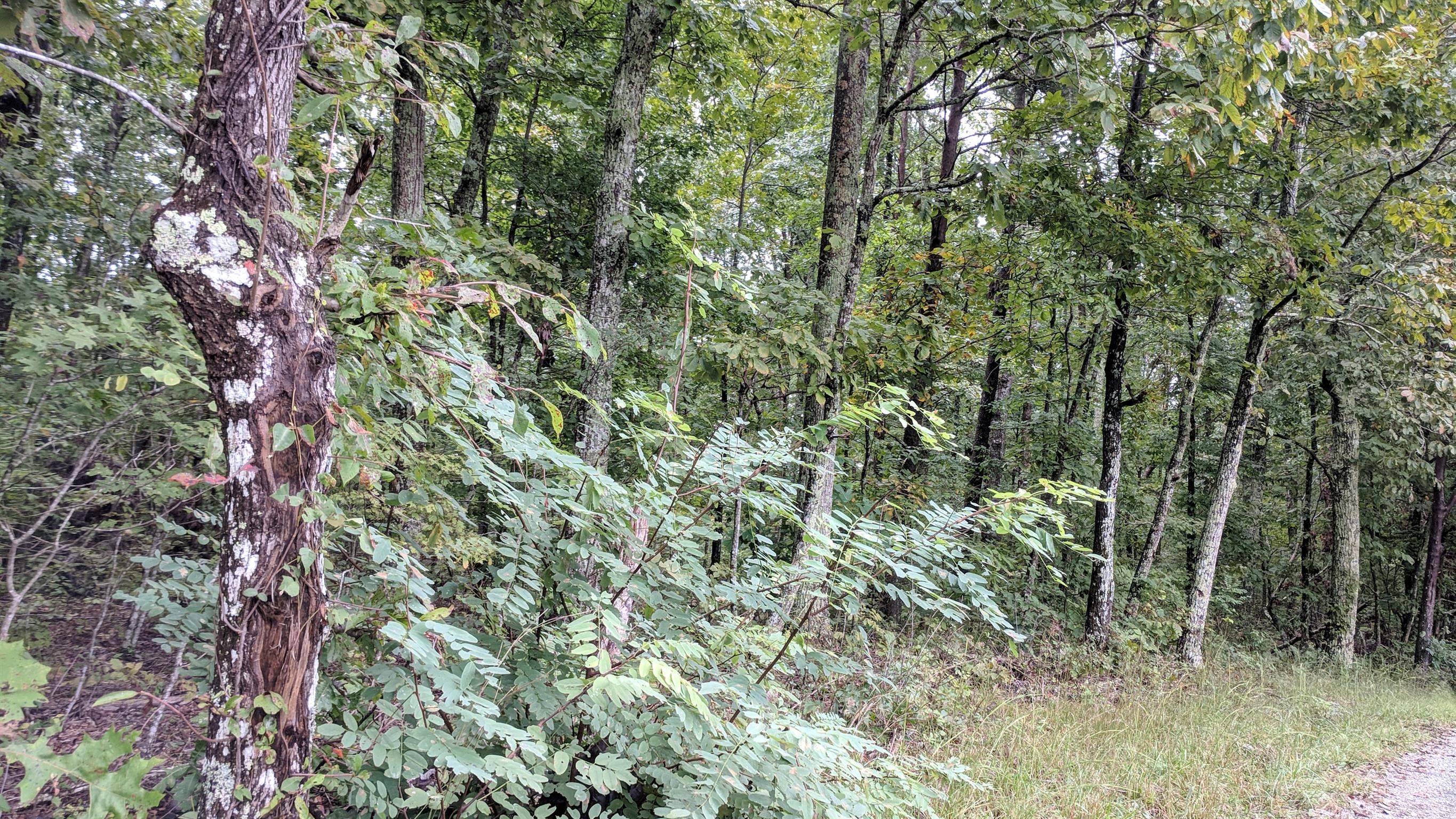 0 Partin Farm Road South Pittsburg, TN 37380 - Photo 13 of 23 Gallery Image 13