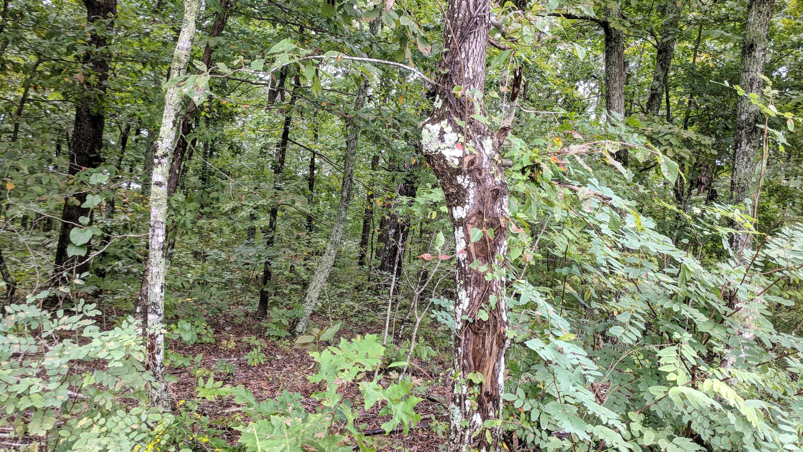 0 Partin Farm Road South Pittsburg, TN 37380 - Photo 14 of 23 Gallery Image 14