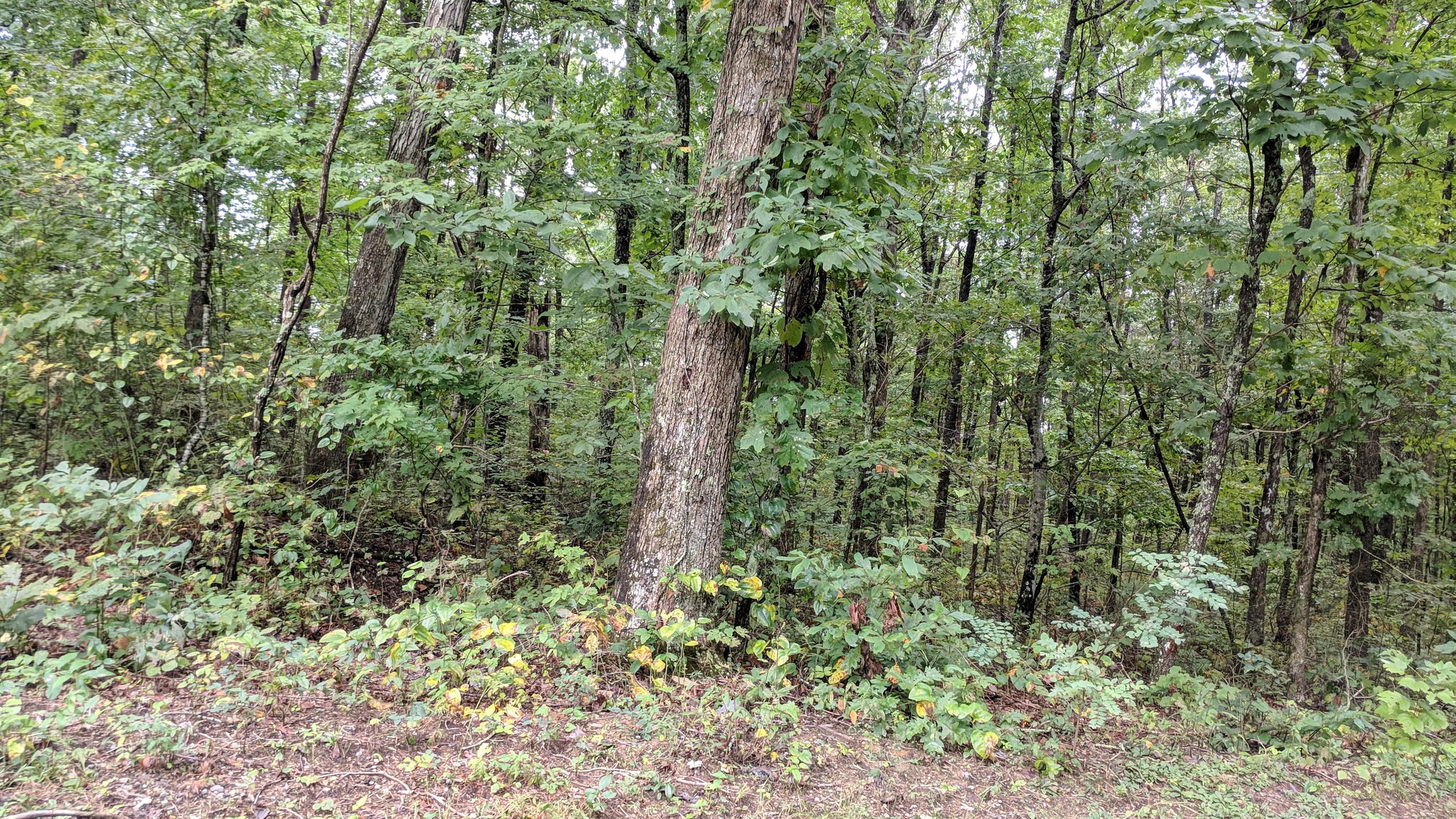 0 Partin Farm Road South Pittsburg, TN 37380 - Photo 16 of 23 Gallery Image 16