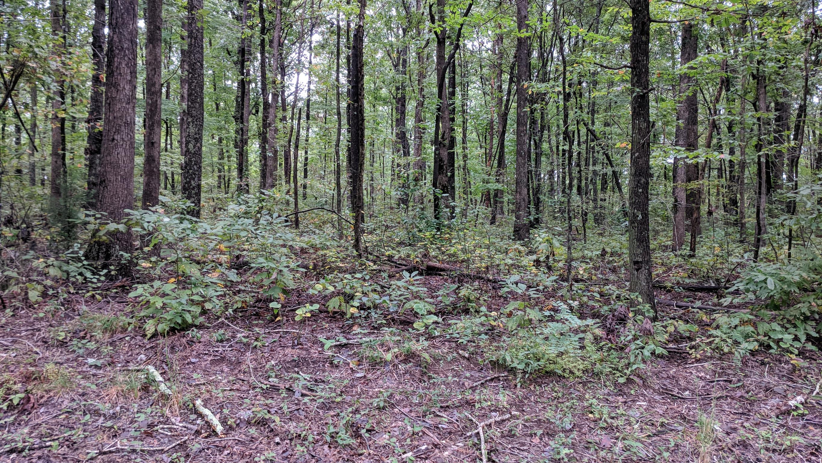 0 Partin Farm Road South Pittsburg, TN 37380 - Photo 18 of 23 Gallery Image 18