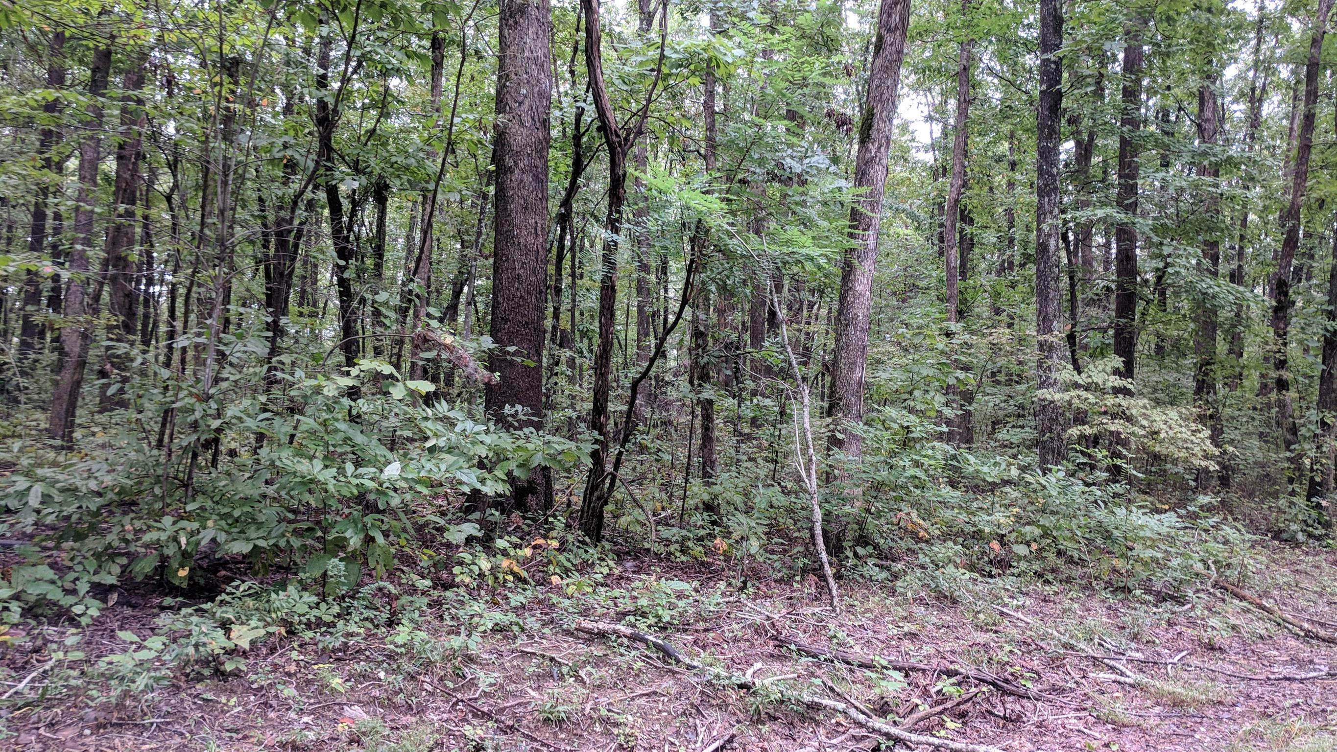 0 Partin Farm Road South Pittsburg, TN 37380 - Photo 20 of 23 Gallery Image 20