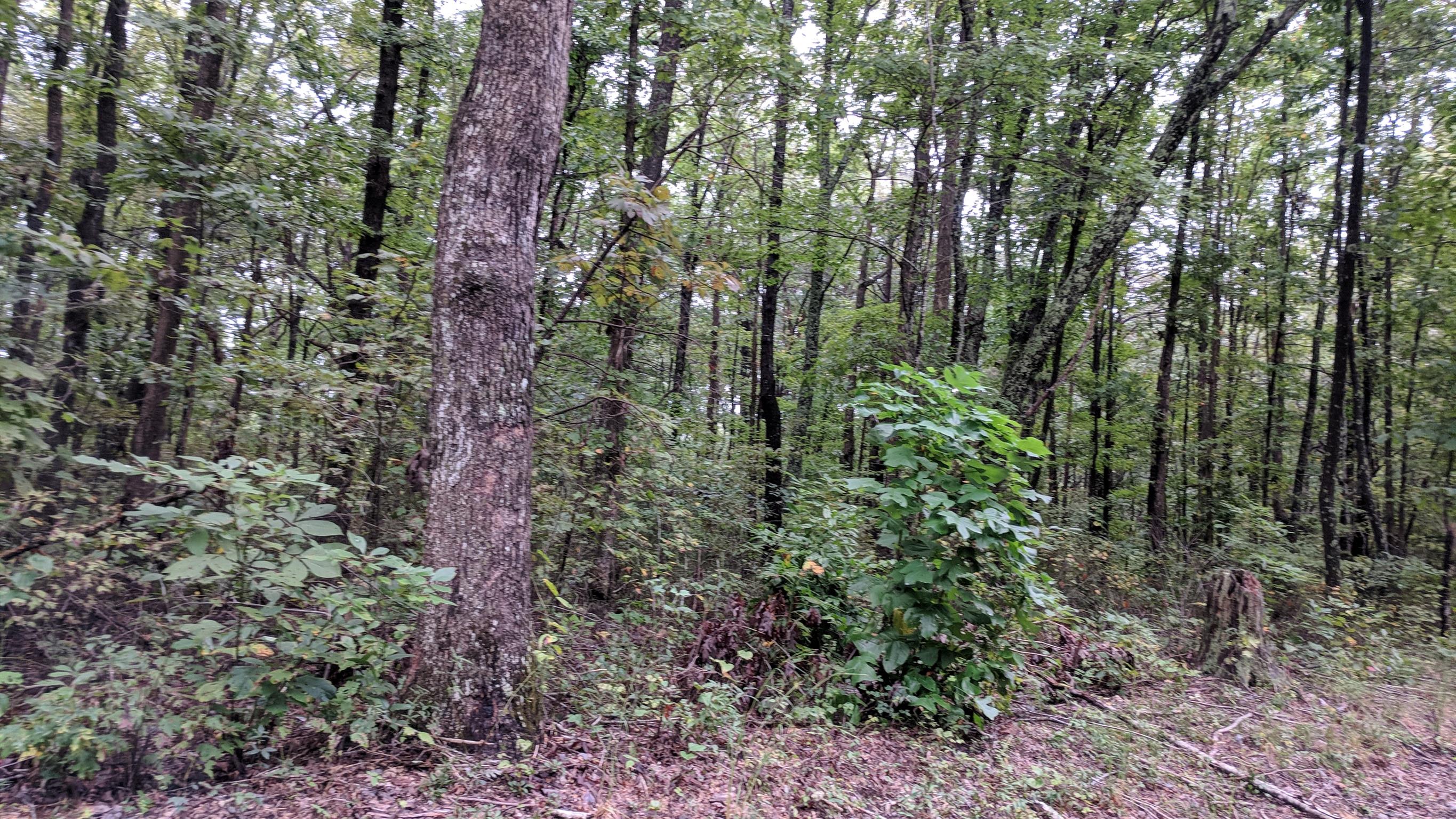 0 Partin Farm Road South Pittsburg, TN 37380 - Photo 22 of 23 Gallery Image 22