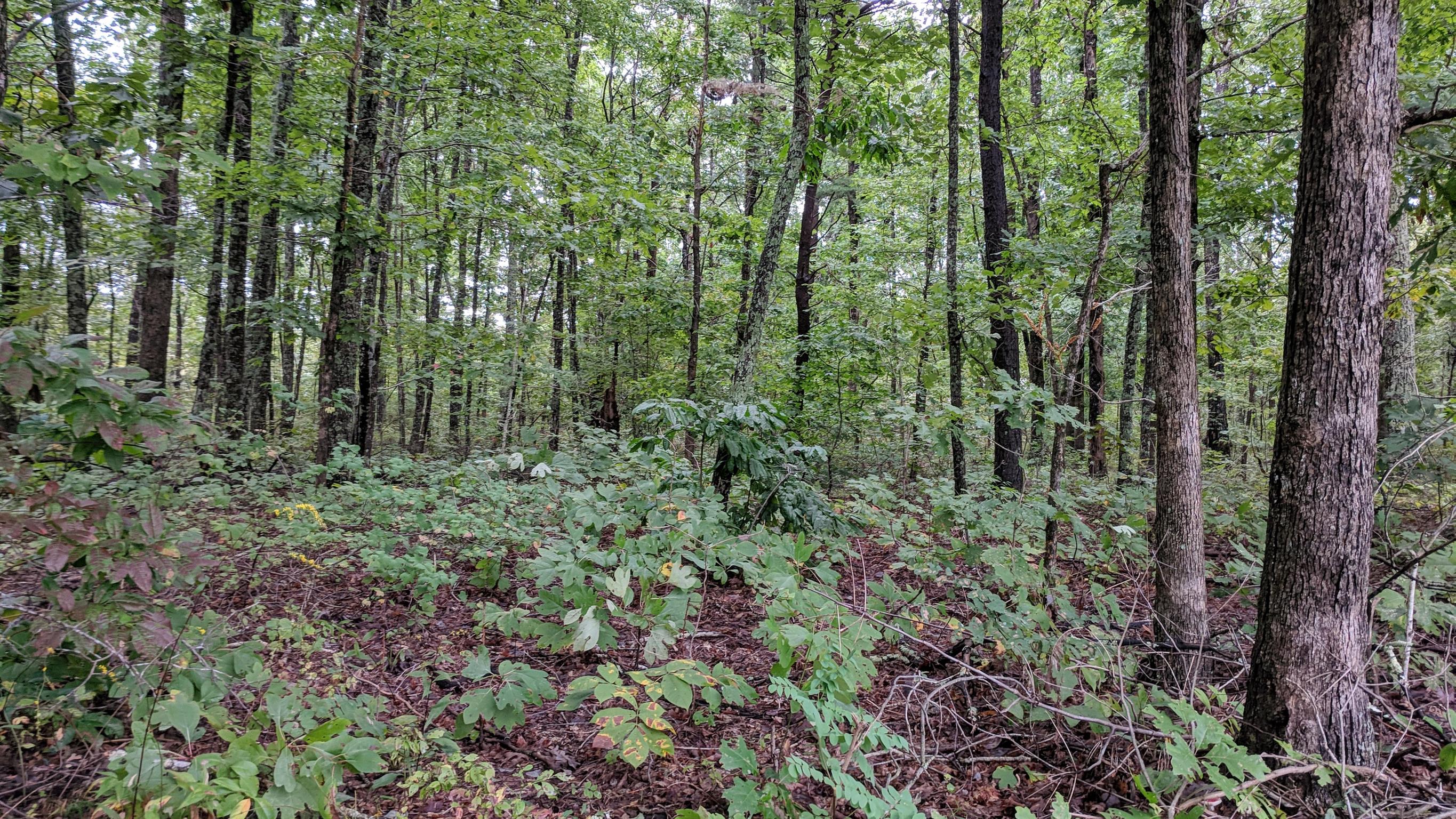 0 Partin Farm Road South Pittsburg, TN 37380 - Photo 9 of 23 Gallery Image 9