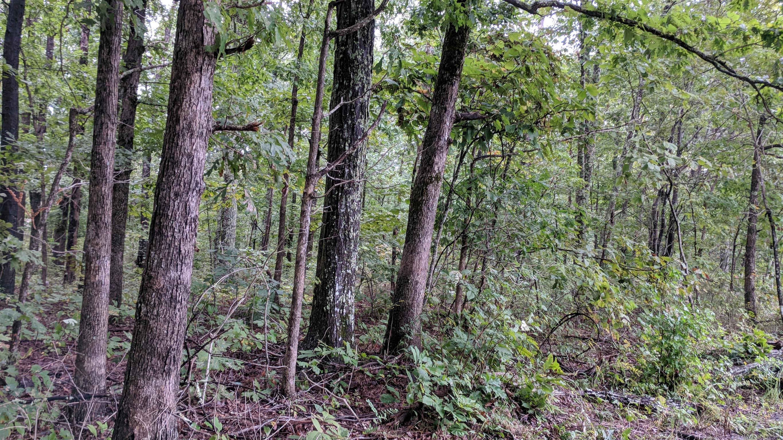 0 Partin Farm Road South Pittsburg, TN 37380 - Photo 10 of 23 Gallery Image 10