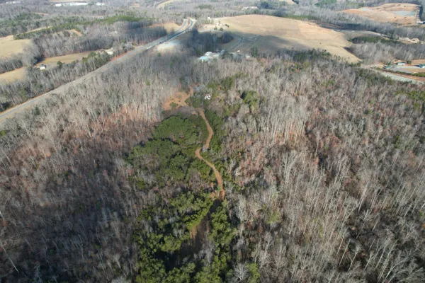 a view of a forest with a street